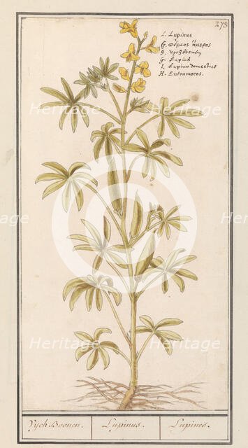 Lupin (Lupinus), 1596-1610. Creators: Anselmus de Boodt, Elias Verhulst.