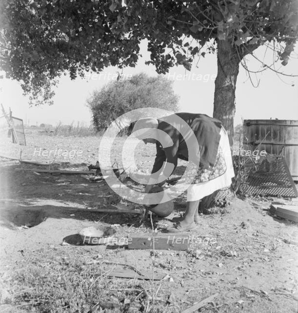 FSA tenant purchase client's herd, near Manteca, California, November 1938. Creator: Dorothea Lange.