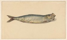 Herring, 1700-1800. Creator: Anon.