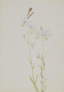 (Untitled--Flower Study), n.d. Creator: Mary Vaux Walcott.