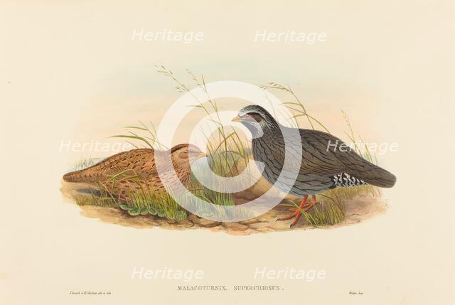 Malacoturnix superciliosus (Mountain Quail). Creators: John Gould, Henry Constantine Richter.