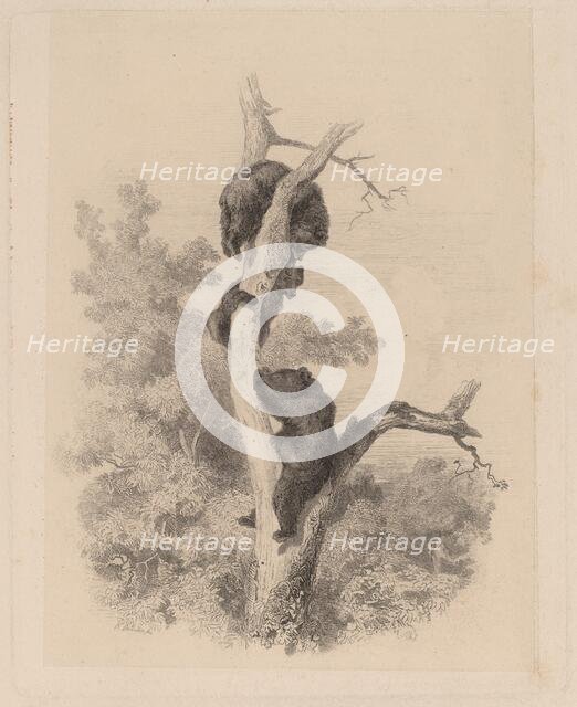 Les ours. Creator: Karl Bodmer.