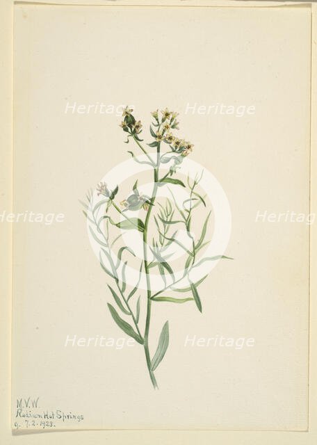 Bastard Toadflax (Comandra pallida), 1923. Creator: Mary Vaux Walcott.