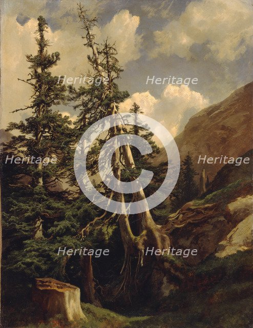 Firs in the mountains.