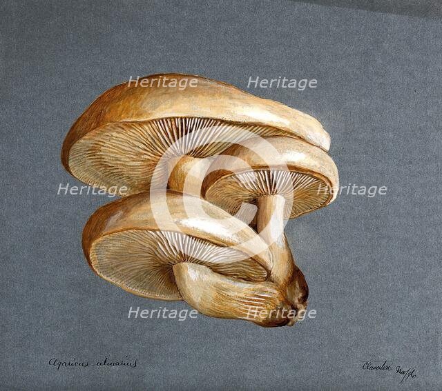 A fungus (Pleurotus ulmarius): a group of fruiting bodies, 1896. Creator: Unknown.