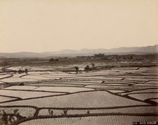 Rice Fields, 1870s-80s. Creator: Unknown.