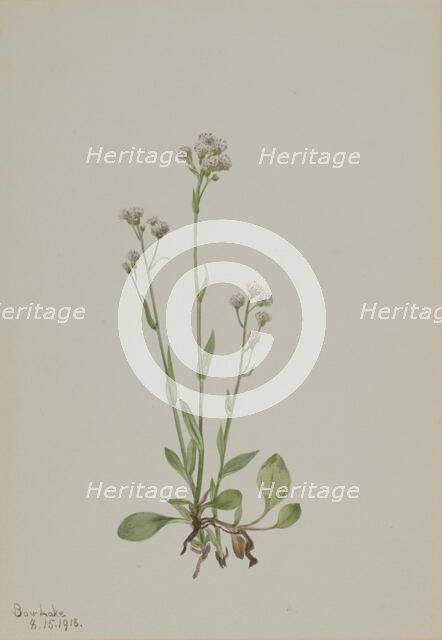 Pussy-Toes (Antennaria racemosa), 1918. Creator: Mary Vaux Walcott.