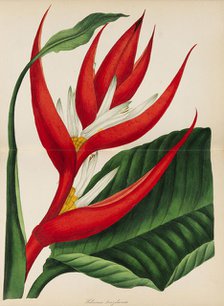 Paxton's Magazine of Botany, 1841. Creator: Paxton, Sir Joseph (1803-1865).
