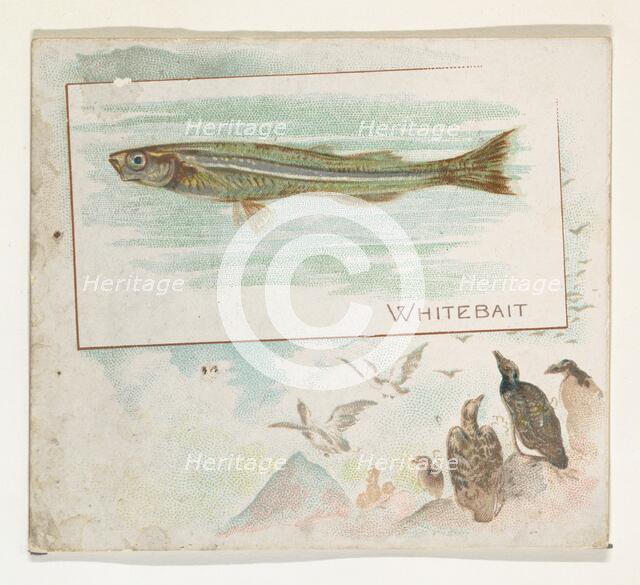 Whitebait, from Fish from American Waters series (N39) for Allen & Ginter Cigarettes, 1889. Creator: Allen & Ginter.