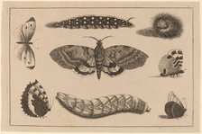 Three Caterpillars, a Moth, and Four Butterflies. Creator: Wenceslaus Hollar.