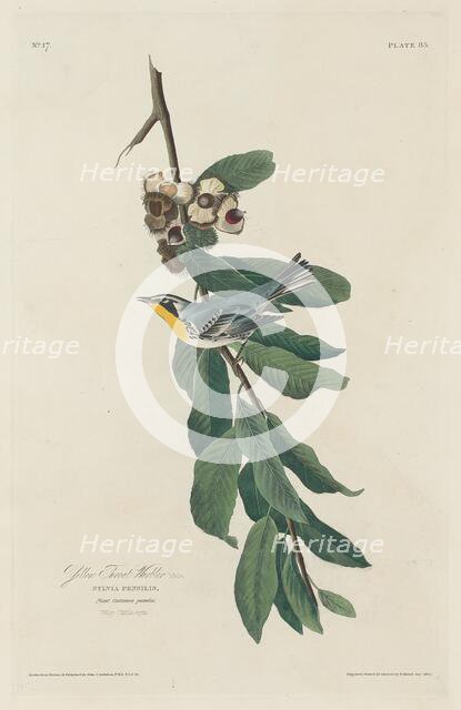 Yellow-throated Warbler, 1830. Creator: Robert Havell.