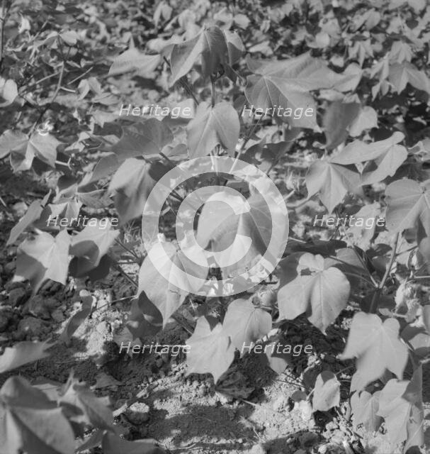 Cotton, Georgia, 1937. Creator: Dorothea Lange.