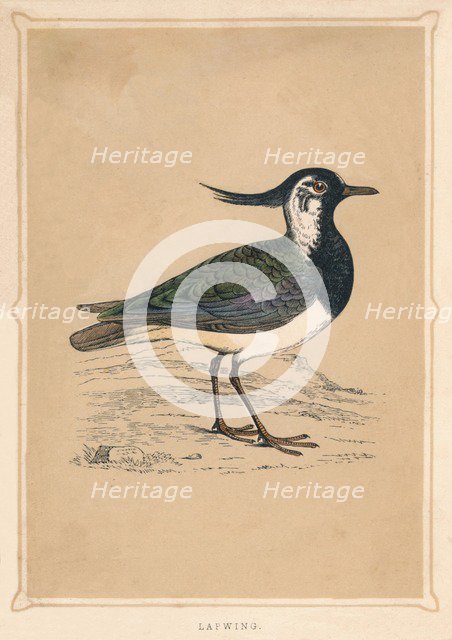 'Lapwing', (Vanellus vanellus), c1850, (1856). Artist: Unknown.