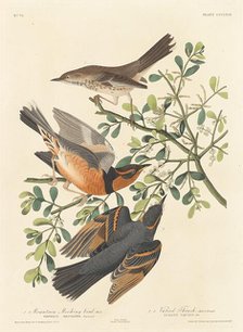 Mountain Mocking-bird and Varied Thrush, 1837. Creator: Robert Havell.