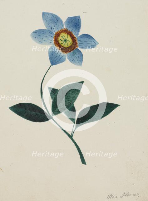 Star Flower. Creator: Mary Altha Nims (American, 1817-1907).