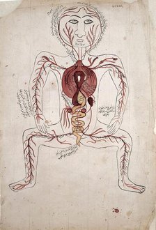 The viscera and the arterial system, (between 1800 and 1899?). Creator: Unknown.