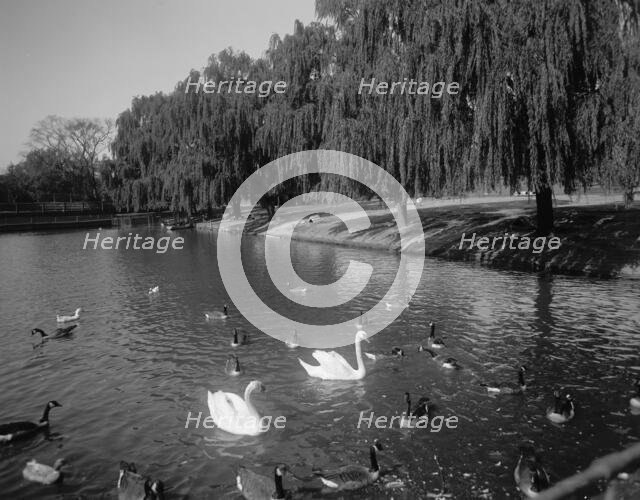 Lafayette Park, Norfolk, Va., between 1900 and 1920. Creator: Unknown.