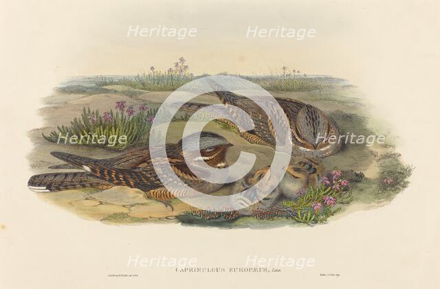 Caprimulgus europaeus (Nightjar). Creators: John Gould, Henry Constantine Richter.