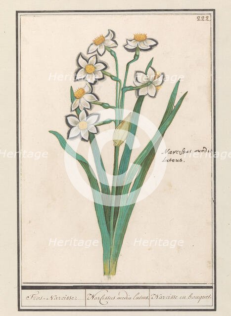 Spray Daffodil (Narcissus), 1596-1610. Creators: Anselmus de Boodt, Elias Verhulst.
