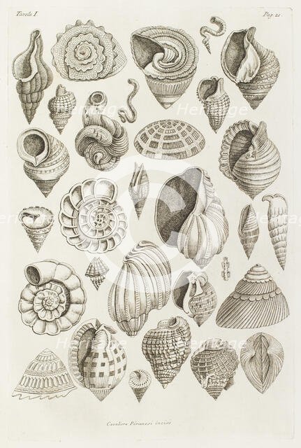 Different shells thought to inspire the forms of Etruscan vases, 1769.  Creator: Giovanni Battista Piranesi.