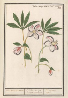 Christmas rose (Helleborus Niger), 1596-1610. Creators: Anselmus de Boodt, Elias Verhulst.