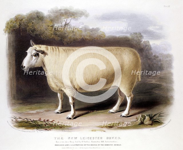 New Leicester (Dishley) ram, 1842. Artist: Unknown