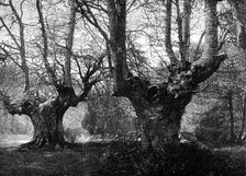 Dedication of Burnham Beeches to the public: spring-time at Burnham Beeches, 1883. Creator: Unknown.