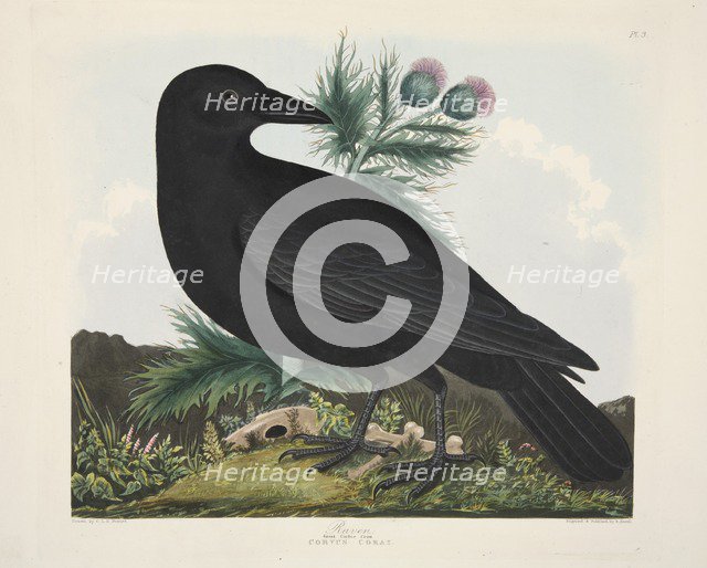 Raven, Corvus Corai, pub. 1835 ( Hand coloured engraving) . Creator: Charlotte Lousia Emily Perrott (c.1790 - 1836) after.