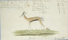 Antidorcas marsupialis (Springbok), 1774-1786. Creator: Robert Jacob Gordon.