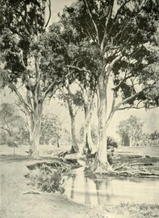 'Old Gums, Mt. Crawford, South Australia', 1901. Creator: Unknown.