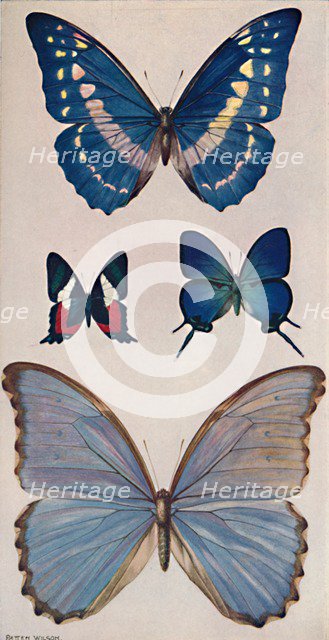 'Some of Rio's Butterflies', 1914. Artist: Patten Wilson.