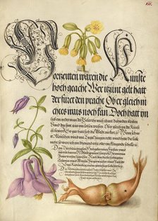 Cowslip, European Columbine, and Giant Filbert, 1561-1562; illumination added 1591-1596. Creator: Joris Hoefnagel.