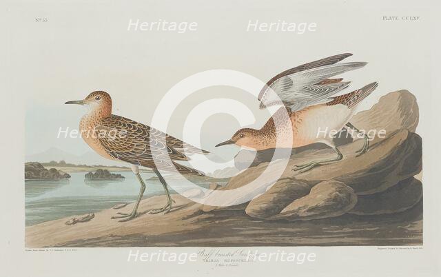 Buff-breasted Sandpiper, 1835. Creator: Robert Havell.