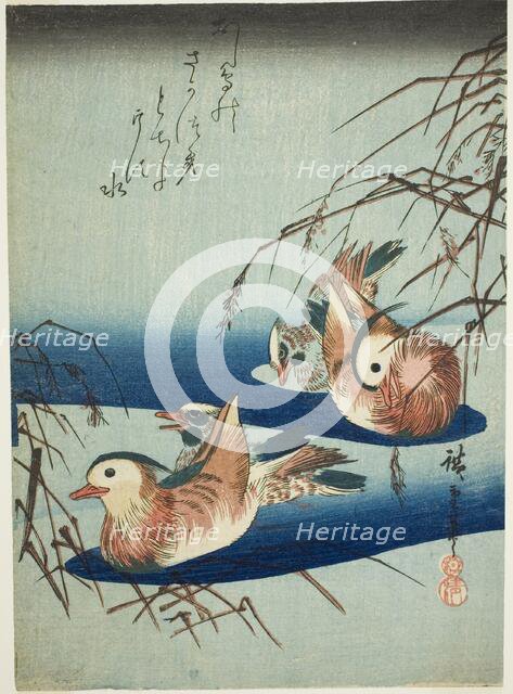 Mandarin ducks, n.d. Creator: Ando Hiroshige.