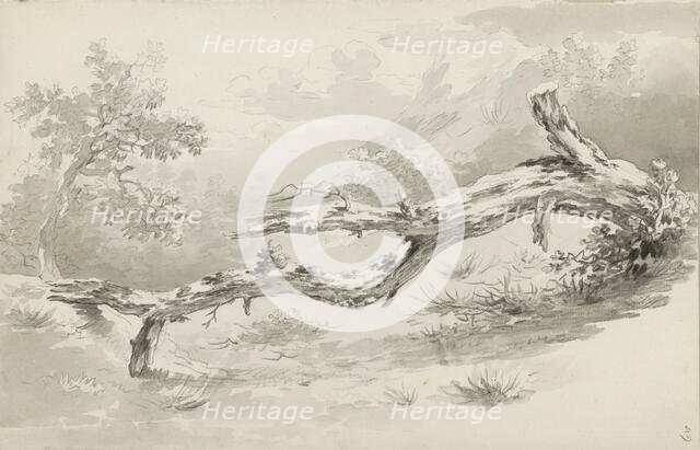 Treetrunk, c.1780-c.1800.  Creator: Bernhard Heinrich Thier.