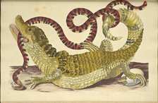 Spectacled Caiman (Caiman crocodilus) and a False Coral Snake, 1705. Creator: Merian, Maria Sibylla (1647-1717).
