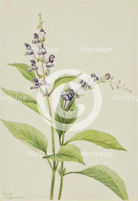 Wood Skullcap (Scutellaria serrata), 1917. Creator: Mary Vaux Walcott.
