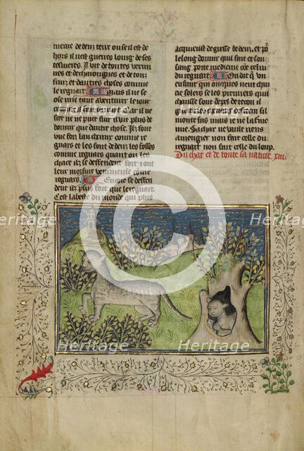 Wildcats; Livre de la Chasse, about 1430-1440. Creator: Unknown.