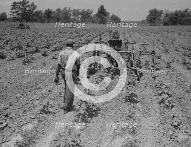 Tractor operator on the Aldridge Plantation near Leland Mississippi, 1937. Creator: Dorothea Lange.