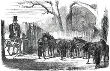 Shetland Ponies purchased for the Pacha of Egypt, 1850. Creators: Harrison Weir, Benjamin Herring.