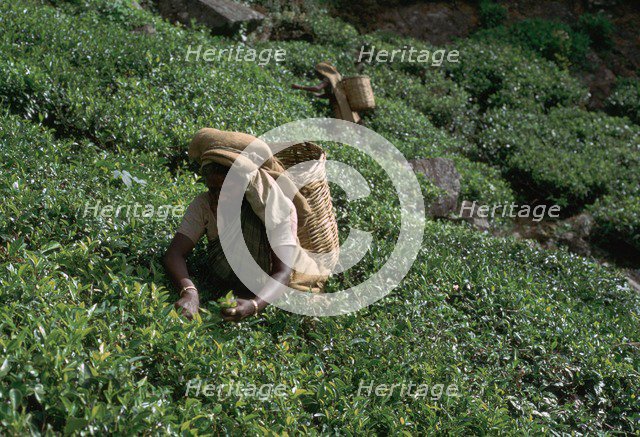 Tea-pickers in Sri Lanka. Artist: CM Dixon Artist: Unknown