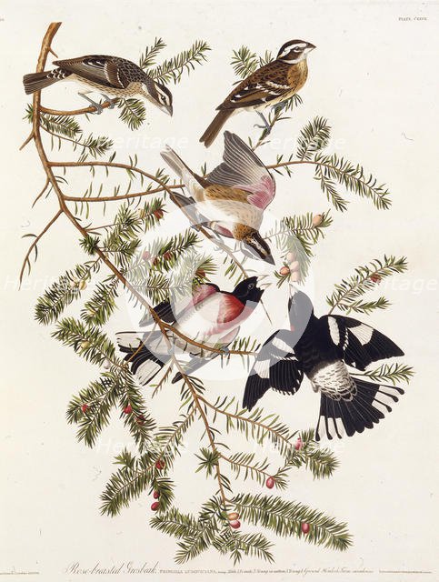 The rose-breasted grosbeak. From "The Birds of America", 1827-1838. Creator: Audubon, John James (1785-1851).