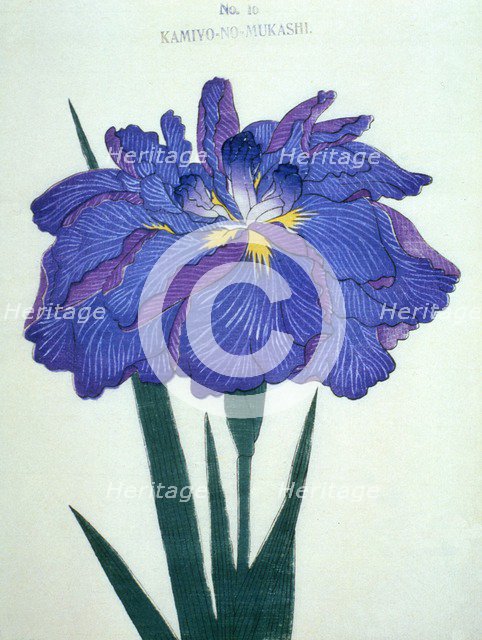 Kamiyo-No-Mukashi No 16.