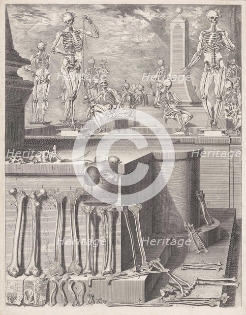 Plate for the ‘Atlas Anatomico’ (unpublished), Plate ca. 1680-9..., Plate ca. 1680-94; printed 1740. Creator: Crisóstomo Martínez.