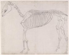 Outline drawing possibly for 'The First Anatomical Table of the Skeleton of the Horse', 1756. Creator: George Stubbs.