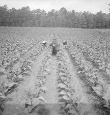 Putting in tobacco. Shoofly, North Carolina, 1939. Creator: Dorothea Lange.