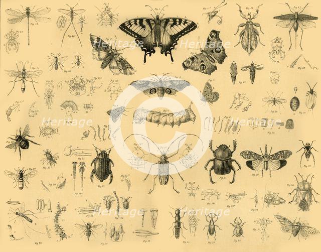 'Insects', c1910. Creator: Unknown.