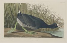 American Coot, 1835. Creator: Robert Havell.