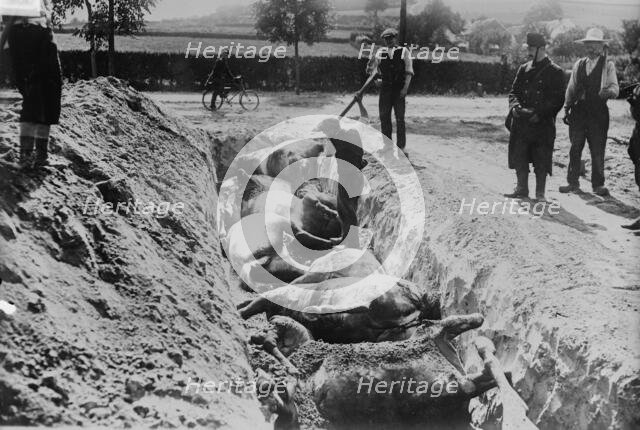 Burying horses, Battlefield of Haelen, 1914. Creator: Bain News Service.