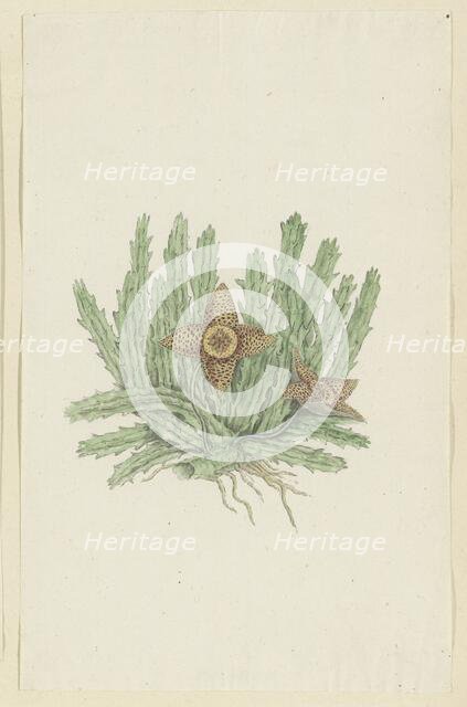 Huernia namaquensis Pillans. (Namaqua carrion-flower), 1777-1786. Creator: Robert Jacob Gordon.